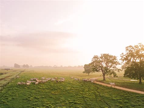 Distinctive Brahman Cattle Characteristics | V8 Ranch