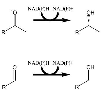 Activity of Lactobacillus brevis Alcohol Dehydrogenase on Primary and ...