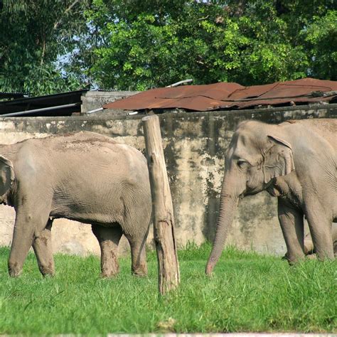 CHHATBIR ZOO (2026) All You Need to Know BEFORE You Go (with Photos ...