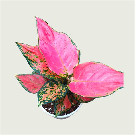Aglonema | Gardenista