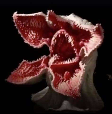 Hydnora Africana
