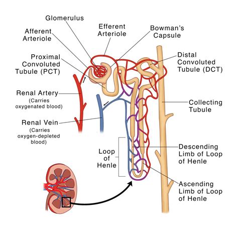Kidney Nephron Labeled Diagram