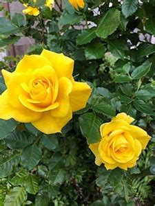 My Dream Nursery Rose Plant Price in India - Buy My Dream Nursery Rose ...