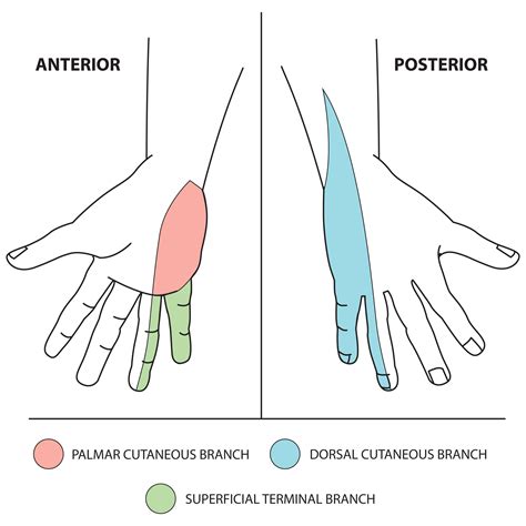 Ulnar Nerve Sensory Distribution Diagram Of The Sensory Distributions