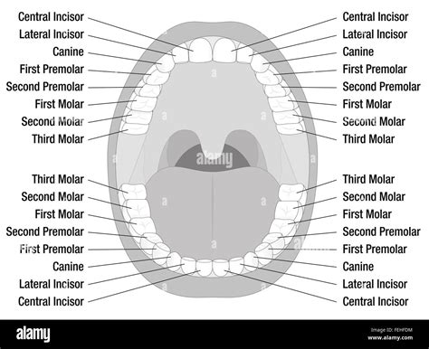 Teeth names of permanent teeth. Illustration on white background Stock ...