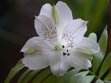 A white flower with a red dot on the center | Premium Photo