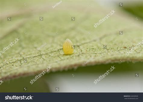 303 Eggs Caterpillar Into Monarch Butterfly Images, Stock Photos ...