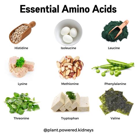 Amino Acids From Food at Frank Jimenez blog