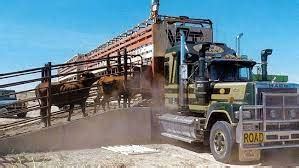 MP: Neemuch Police Seize 9 Trucks Transporting Over 100 Cattle