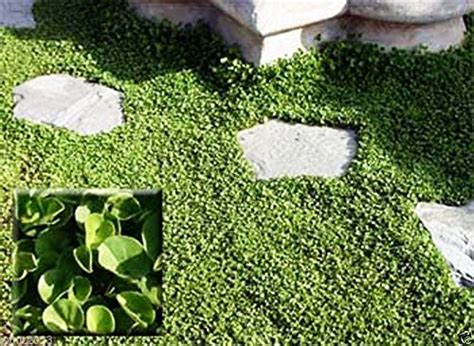 Buy Dichondra Seed (Dichondra Repens) Ground Cover,1 lb of seed per 500 ...