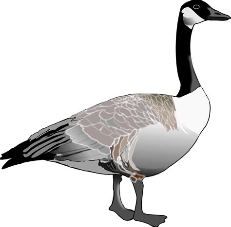 Clipart Goose