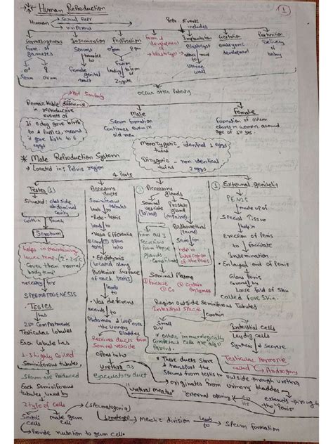 Image result for Isinamuva Human Reproduction Notes