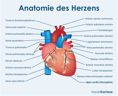 Herzspitze: Anatomie, Funktion und Klinik