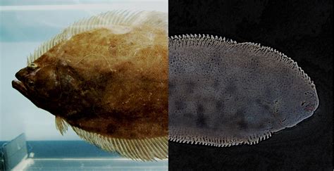 Flounder vs Sole: Main Differences - Ocean Info
