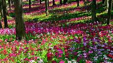 Flowers Garden Wallpapers by Flower Garden Wallpapers Wallpaper Cave Flowers Garden Wallpapers