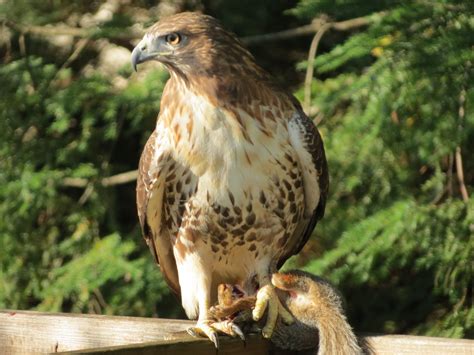 Red Tailed Hawk - Montvale, NJ 10/15/11- Photo By Frank- New Jersey ...