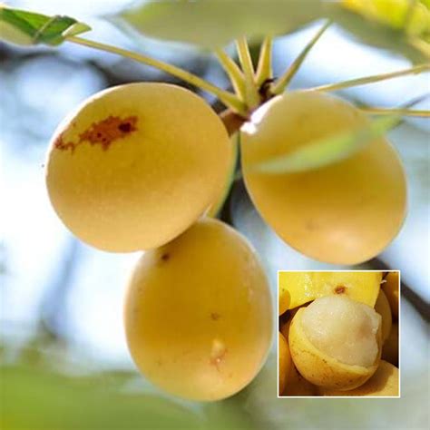 Marula Fruit Plant (Sclerocarya birrea) – veliyathgardens