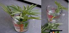 hanf stecklinge machen wie toppt eine cannabispflanze und nimmt davon einen hanf stecklinge machen wie toppt eine cannabispflanze und nimmt davon einen