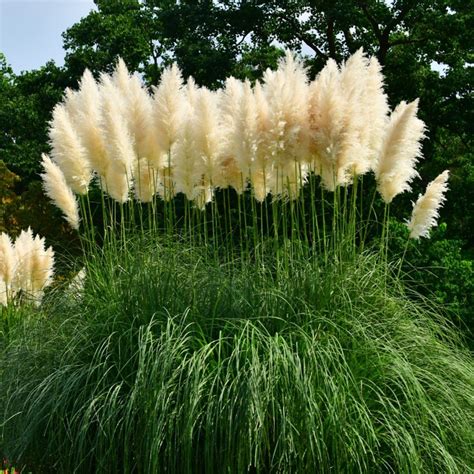 Cortaderia Selloana