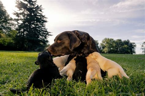 Dog Appeasing Pheromone (DAP): A Practical Vet-approved Guide