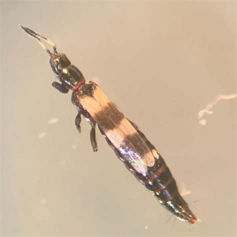 Can You Use Neem Oil To Get Rid Of Thrips?