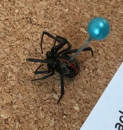 Latrodectus hesperus (Western Black Widow) in Buhl, Idaho United States