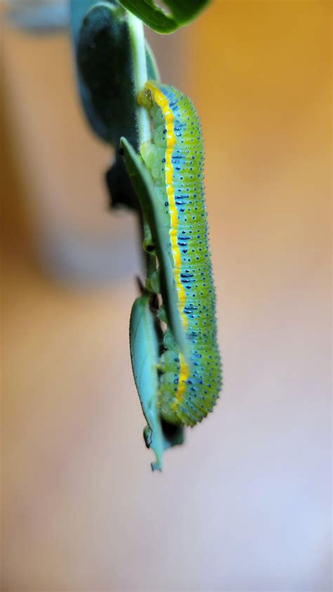 I found two cloudless sulphurs and one in its chrysalis : r/Butterflies