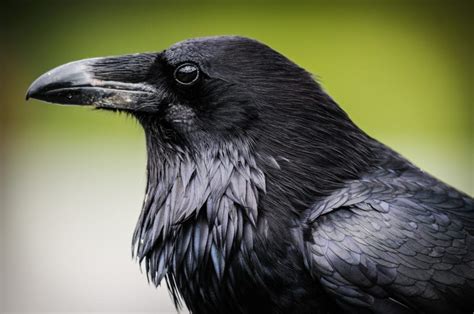 Raven’s Whispers: Unraveling the Sacred Symbolism in Native American Lore