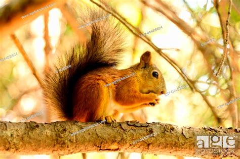 Red euroasian squirrel on the maple branch, Stock Photo, Picture And ...