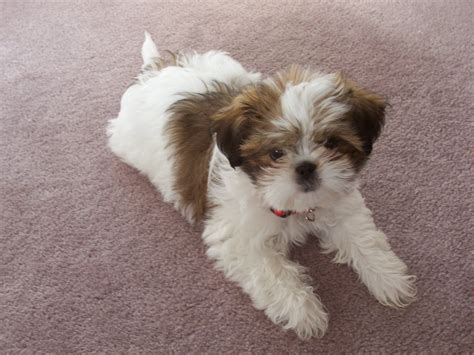 Brown And White Shih Tzu Puppies