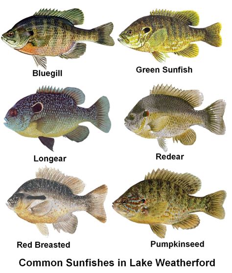 sunfish types - Google Search | Fotos de peixes, Iscas de pesca, Peixes