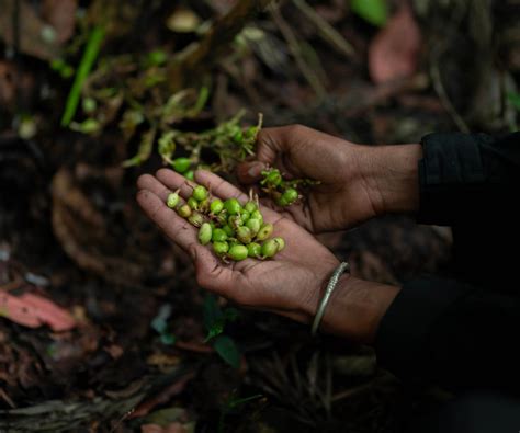 Forest Friendly Produce – bewildproduce