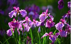 iris fiore immagini free wallpapers iris flower wallpapers iris fiore immagini free wallpapers iris flower wallpapers