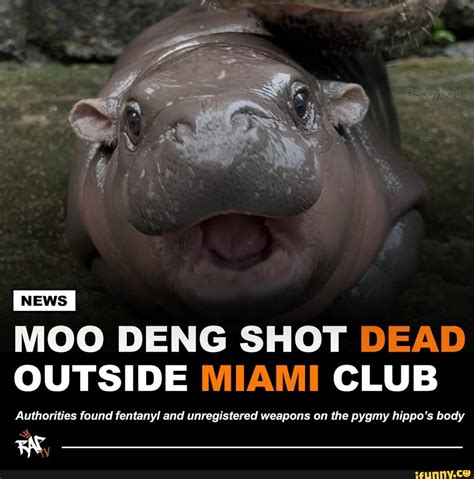 I MOO DENG SHOT DEAD OUTSIDE MIAMI CLUB Authorities found fentanyl and ...