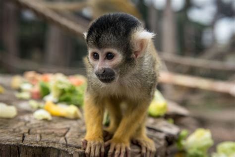 Chessington World Of Adventures Office Photos