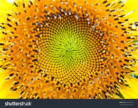 Mathematical Patterns In Nature