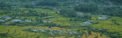 SDGCC Nagaland