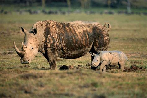 Rhinoceros: Habitat, Behavior, and Diet