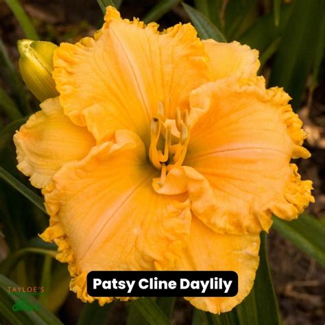 Patsy Cline daylily: Hemerocallis growing guide - Tayloe's Lawn Care ...