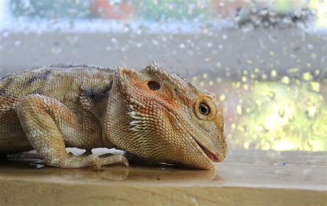 33 Bearded dragon ideas | bearded dragon, bearded dragon care, dragon