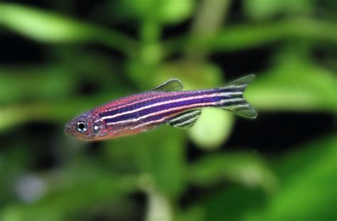 Zebra Danios: The Complete Care And Breeding Guide - Fishkeepingfans.com