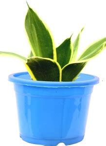 Cloud Farm Snake Plant Price in India - Buy Cloud Farm Snake Plant ...