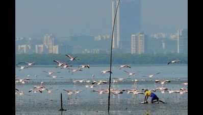 civic chief Tukaram Mundhe probes Nerul garden tender process | Navi ...