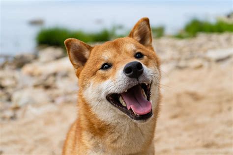 The Ultimate Guide to Shiba Inu: From Meme to Mainstream