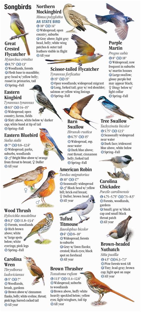 Birds of Arkansas – Quick Reference Publishing Retail