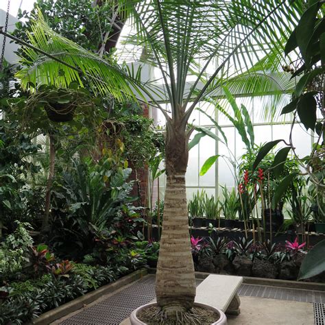 8 Types of Palm Plants to Grow Indoors