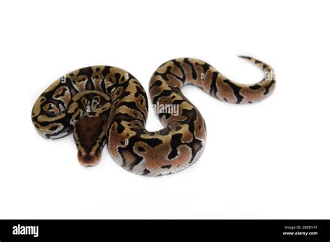 Ball Python Hatchling Care 的图像结果