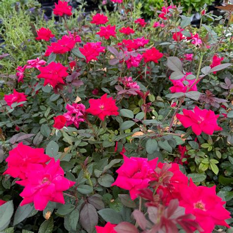 Double Knock Out® Rose Bush for Sale | GrowJoy