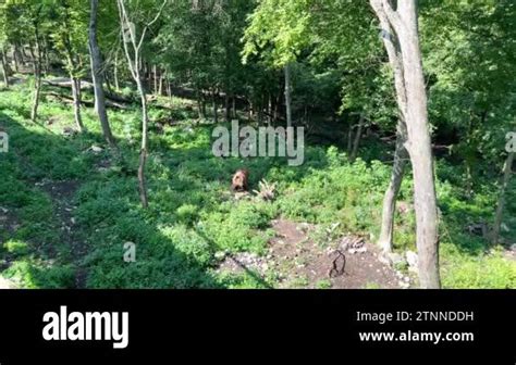 Observation 的图像结果