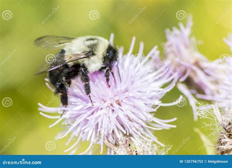Carpenter bee Xylocopa stock photo. Image of pubescen - 120796752